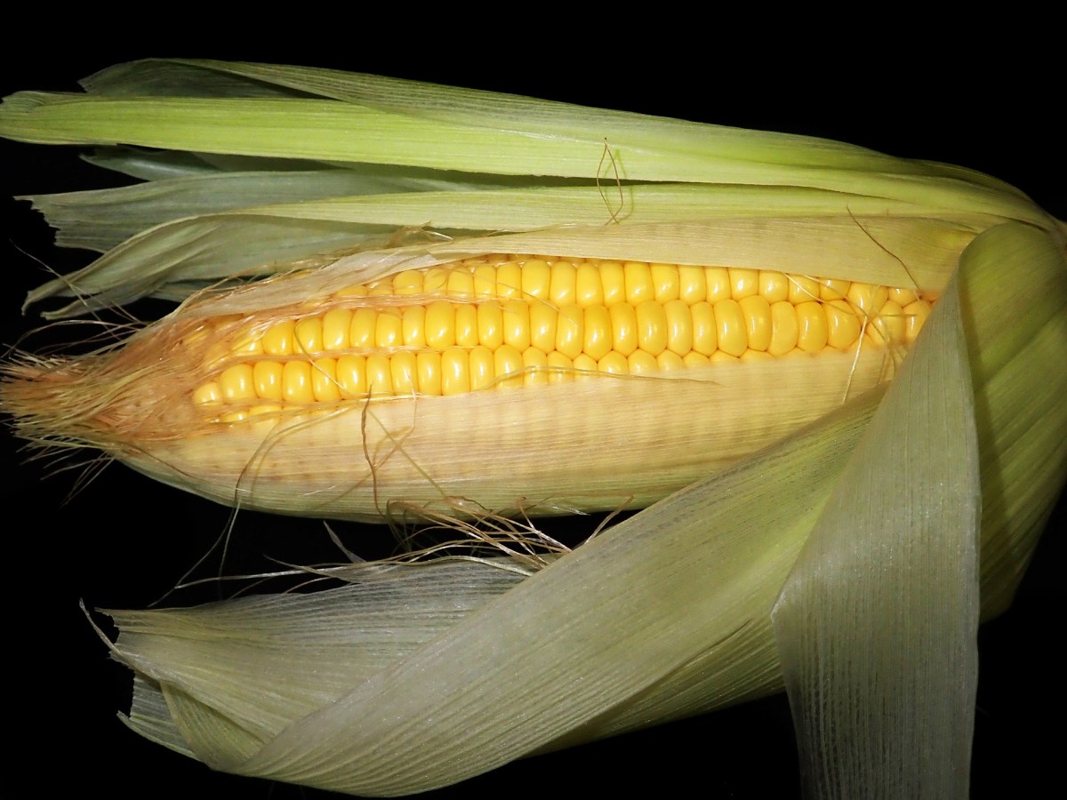 From farm to fork: Growing, selecting, & cooking sweet&nbsp;corn