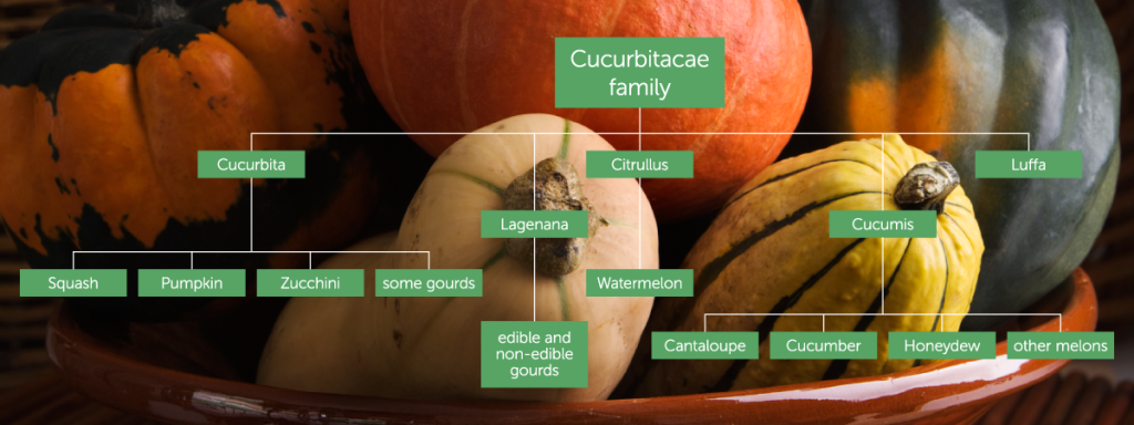 Squash_Family_Tree_v1_PM1-1024x384.png
